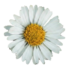 Chamomile Extract (Apigenin)